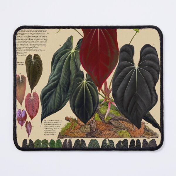 Item preview, Anthurium antolakii (BVEP) designed and sold by AABExotics.