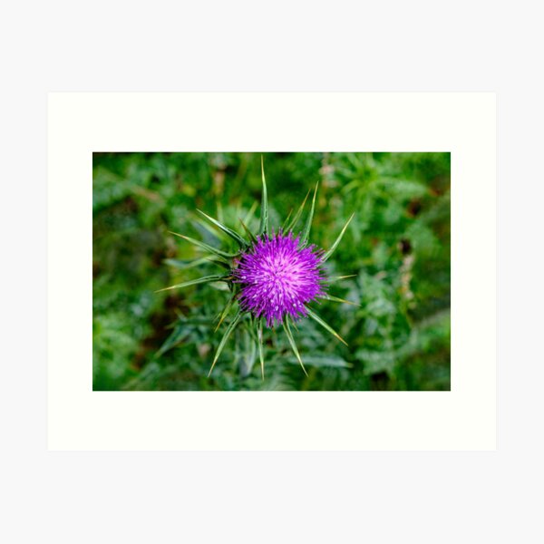 Item preview, Thistle Do Ya designed and sold by Ray's Photos & Art.