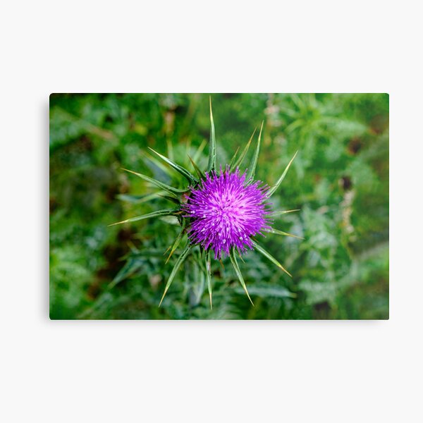 Item preview, Thistle Do Ya designed and sold by Ray's Photos & Art.