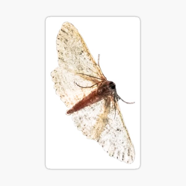 Moth Sticker