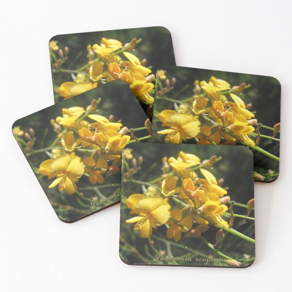 Item preview, Jacksonia scoparia - labelled (Native Dogwood) designed and sold by Arcane Botanica.