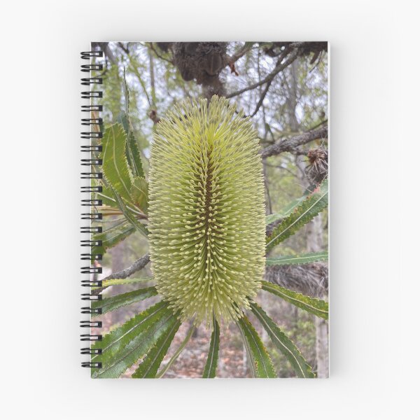 Artikelvorschau, Banksia aemula (Wallum Banksia) entworfen und verkauft von Arcane Botanica.