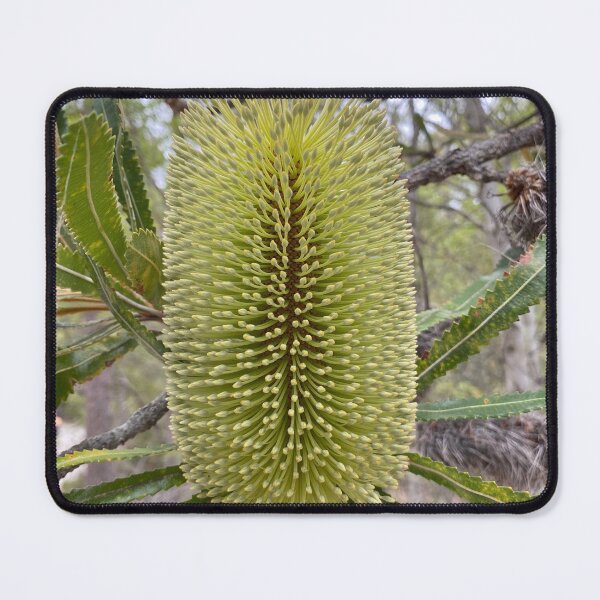 Item preview, Banksia aemula (Wallum Banksia) designed and sold by Arcane Botanica.
