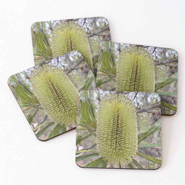 Item preview, Banksia aemula (Wallum Banksia) designed and sold by Arcane Botanica.