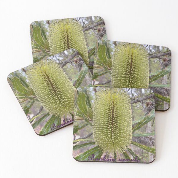 Item preview, Banksia aemula - labelled (Wallum Banksia) designed and sold by Arcane Botanica.