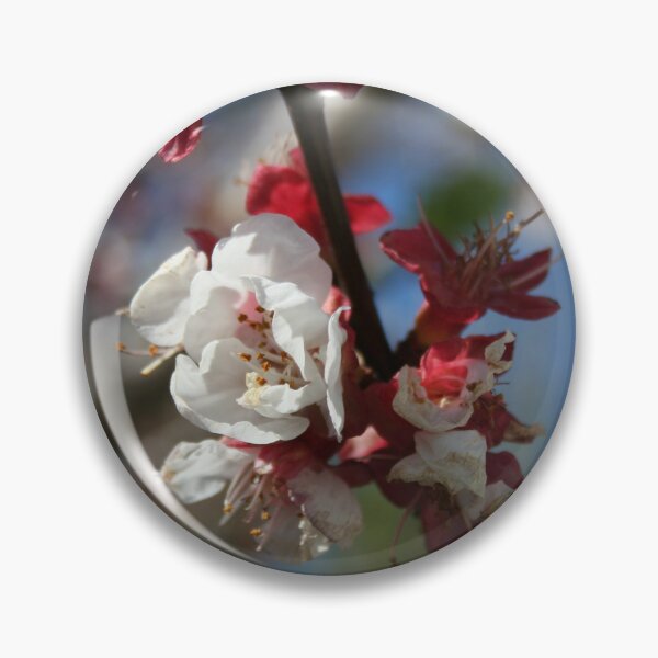 Item preview, Sunlight Embracing Apricot Blossom designed and sold by taiche.