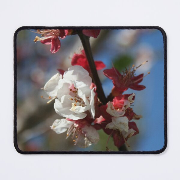 Item preview, Sunlight Embracing Apricot Blossom designed and sold by taiche.