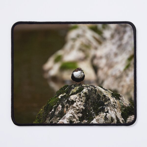 Item preview, "Dipper (Cinclus cinclus)" designed and sold by Andreas Koerner.