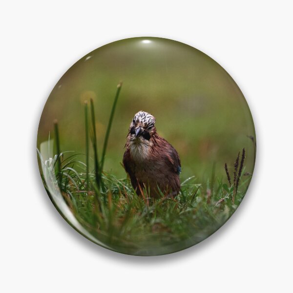 Item preview, "Jay (Garrulus glandarius)" designed and sold by Andreas Koerner.
