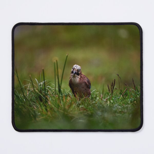 Item preview, "Jay (Garrulus glandarius)" designed and sold by Andreas Koerner.