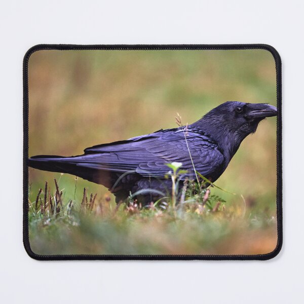 Item preview, "chrackter bird" designed and sold by Andreas Koerner.