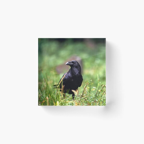 Item preview, "chrackter bird" designed and sold by Andreas Koerner.