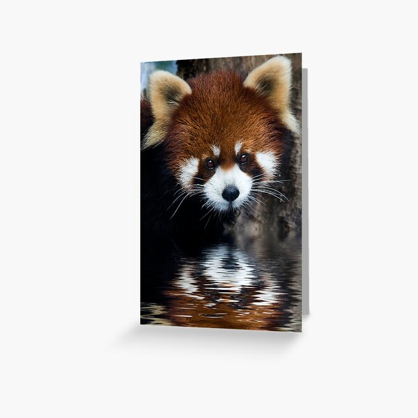 Early Morning Drink Greeting Card