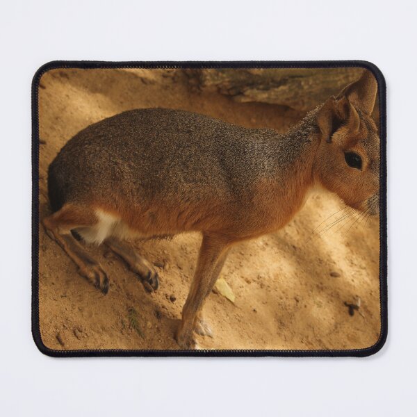 Item preview, Patagonian Cavy Jerez Zoo designed and sold by eddiebarronshop.