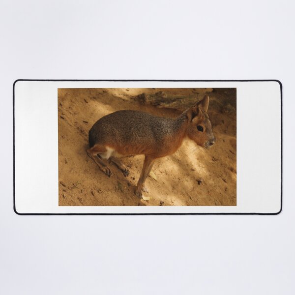 Item preview, Patagonian Cavy Jerez Zoo designed and sold by eddiebarronshop.