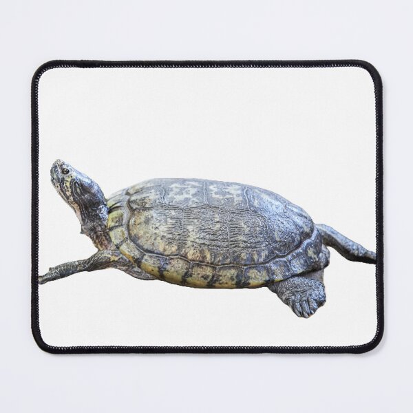 Item preview, A beautiful tortoise looking at the sky designed and sold by ThomasFoto.