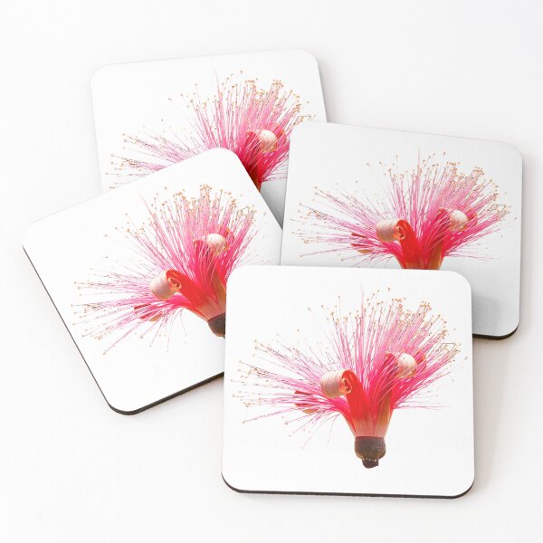 Item preview, A Single Flower of a Shaving brush tree designed and sold by Dalyndigital Photography.