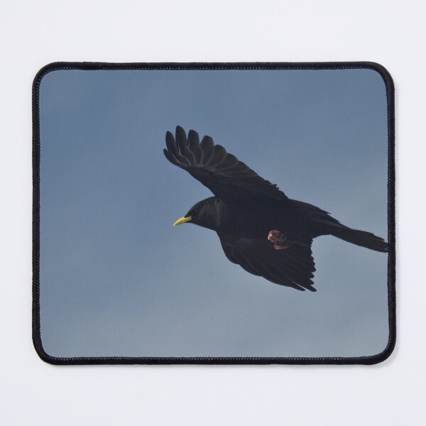 Item preview, Yellow-billed Chough designed and sold by Alison Stevens.
