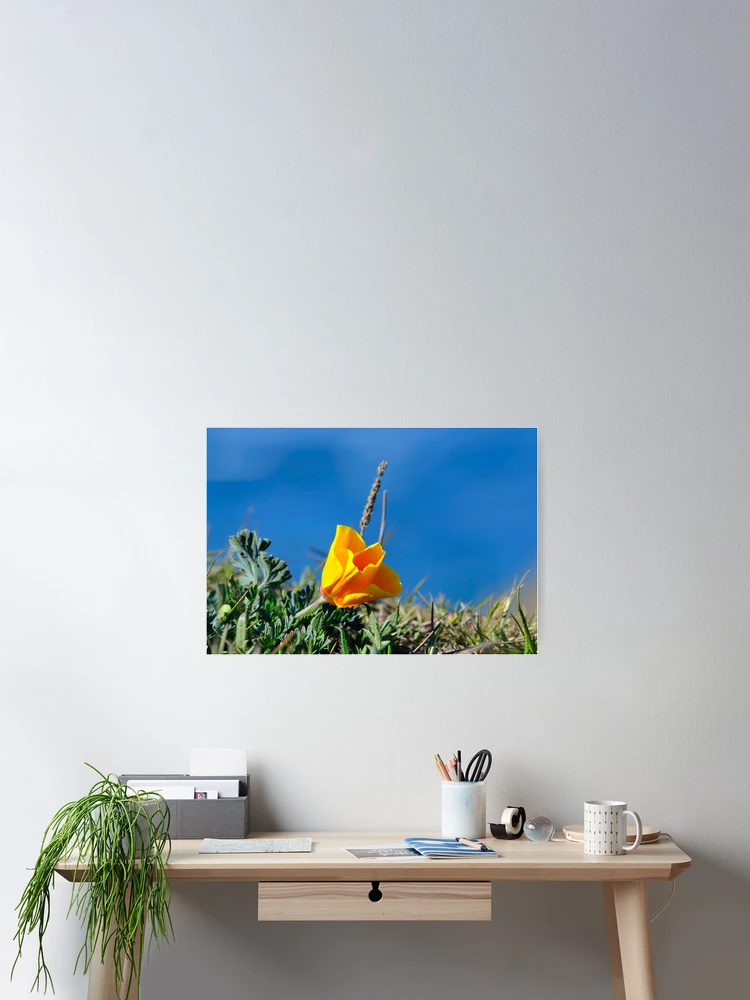 Thumbnail 2 of 3, Poster, California Poppy designed and sold by Alice Leon.