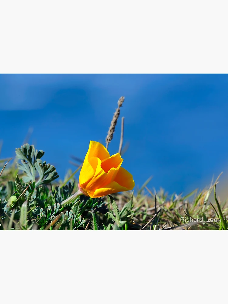 Thumbnail 3 of 3, Poster, California Poppy designed and sold by Alice Leon.