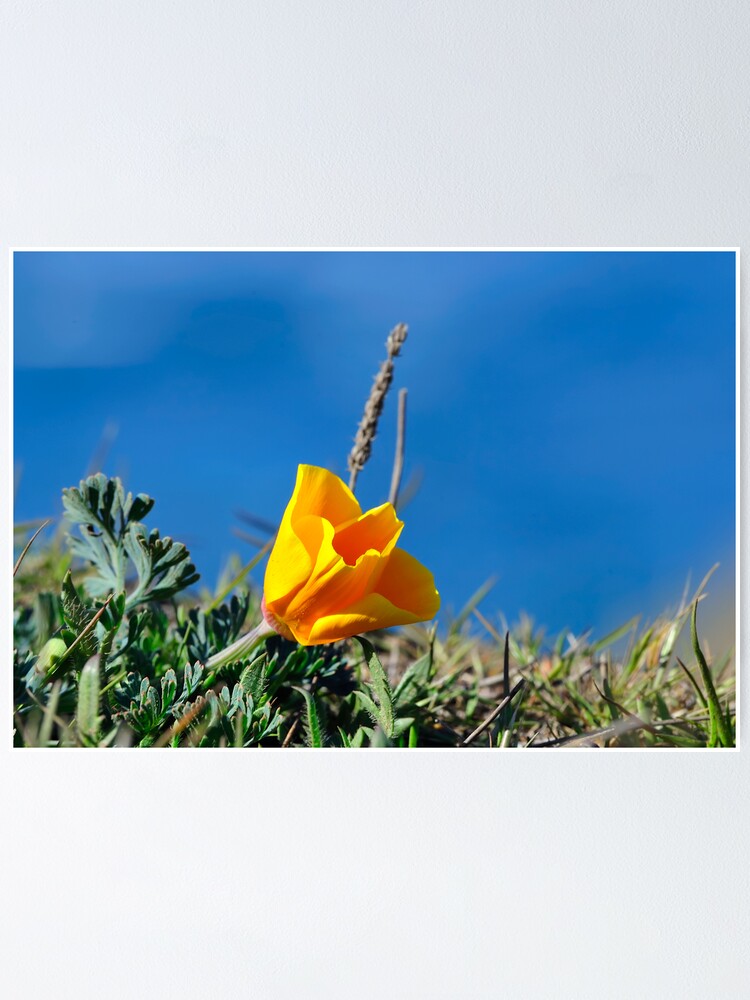 Thumbnail 1 of 3, Poster, California Poppy designed and sold by rlpgallery.