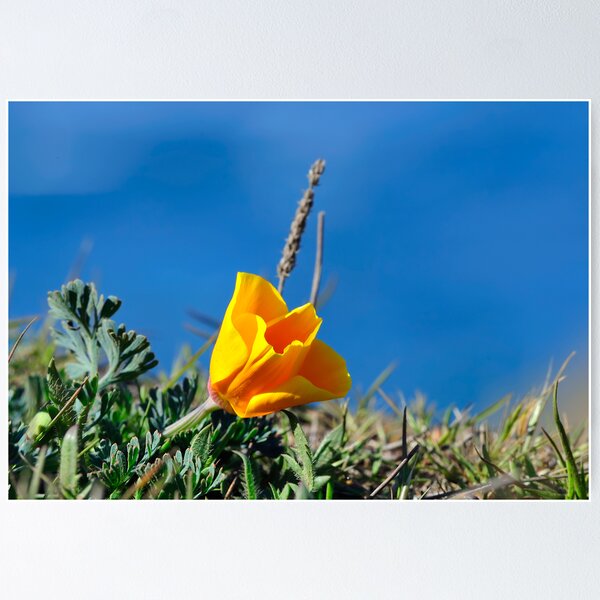 Item preview, California Poppy designed and sold by Alice Leon.