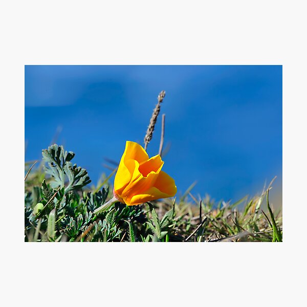 Item preview, California Poppy designed and sold by Alice Leon.