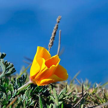 Artwork thumbnail, California Poppy by Alice Leon
