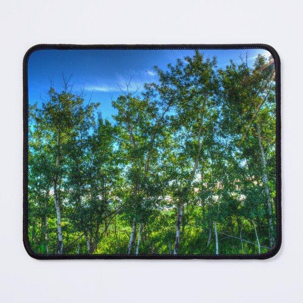Item preview, Sun Shinning Through Birtch Trees in Farmers Field Big Ski Alberta designed and sold by ColdCreekCanvas.