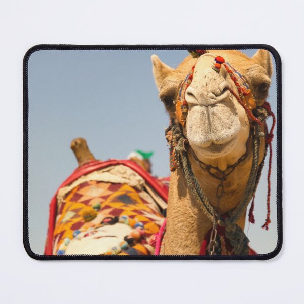 Item preview, Friendly Camel, Giza Pyramids designed and sold by sternapple.