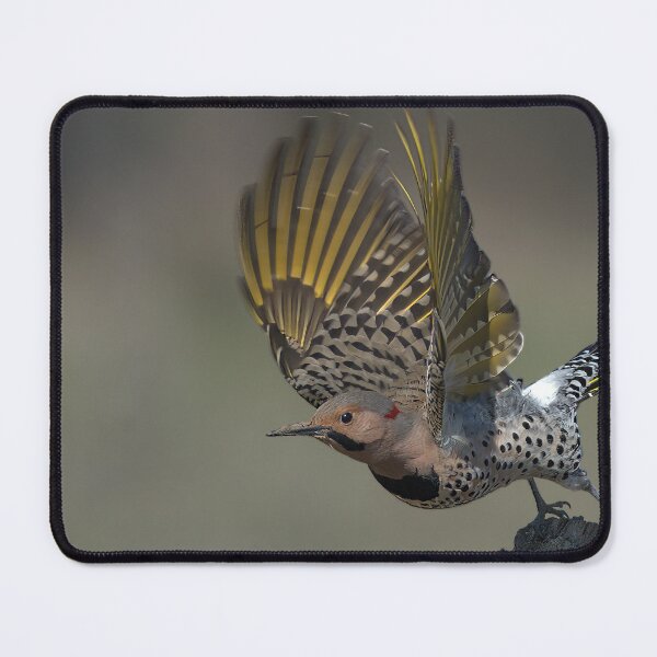 Item preview, Northern Flicker Lift Off designed and sold by Raymond J Barlow.