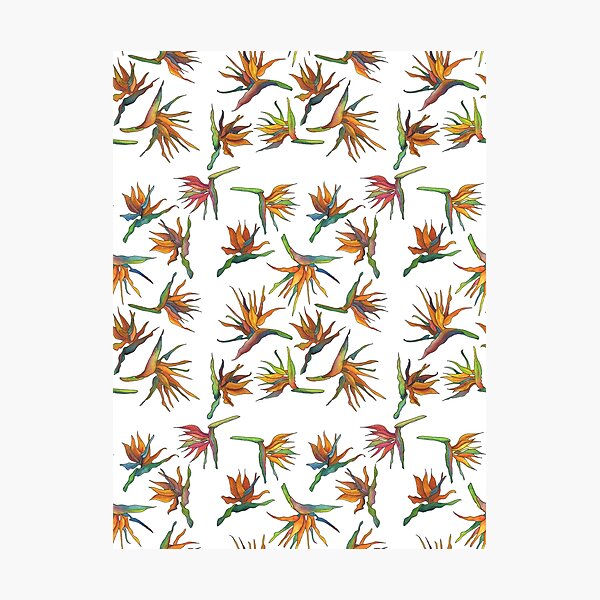 Bird of Paradise Pattern Photographic Print