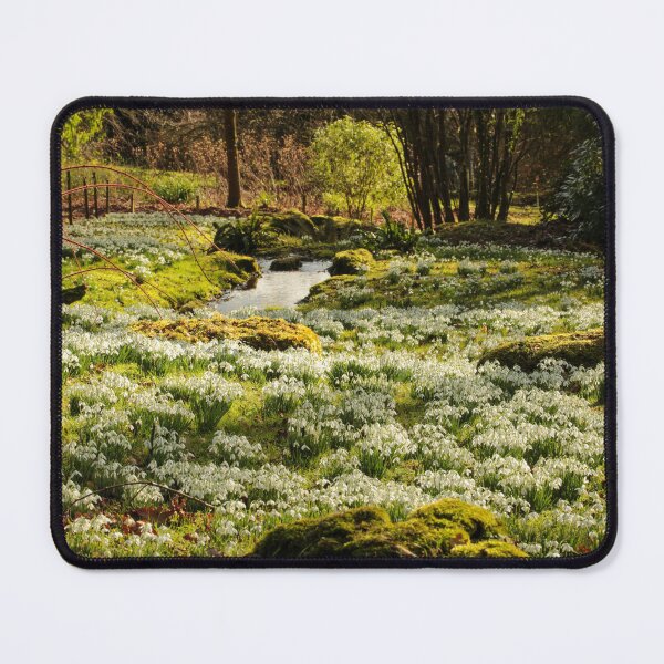 Item preview, Digital photograph of sunlit Snowdrops designed and sold by SimonJohnson1.