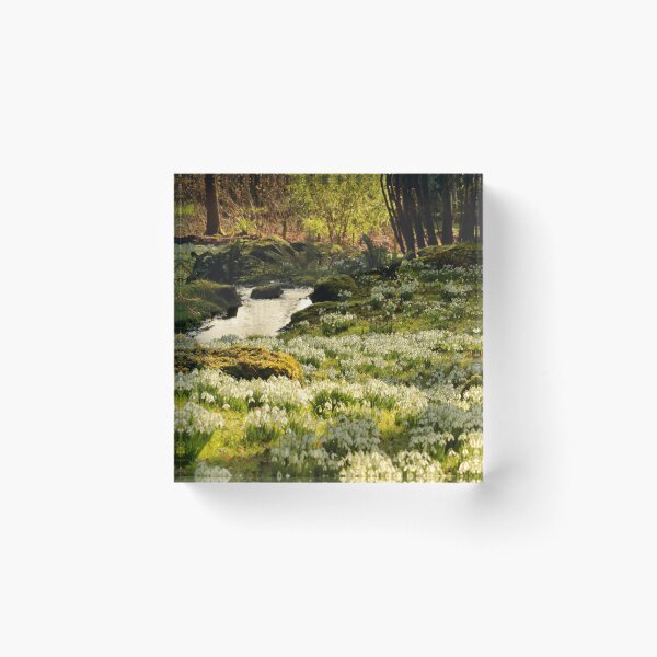 Item preview, digital photograph of sunlit tree and Snowrops designed and sold by SimonJohnson1.
