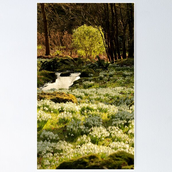 Item preview, digital photograph of sunlit tree and Snowrops designed and sold by SimonJohnson1.