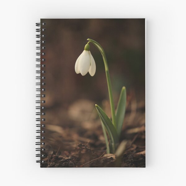 Item preview, Digital Photograph of sunlit snowdrop designed and sold by SimonJohnson1.