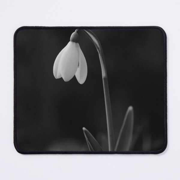 Item preview, Digital photograph of sunlit Snowdrop in monochrome  designed and sold by SimonJohnson1.