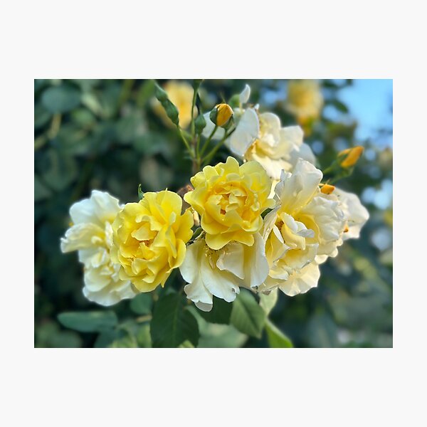 Yellow Roses, Washington Photographic Print