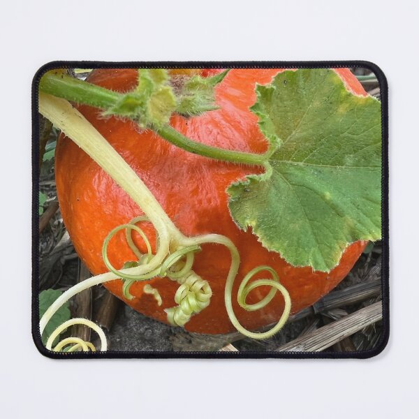 Item preview, An orange pumpkin with spiralling tendrils designed and sold by Michael Brewer.