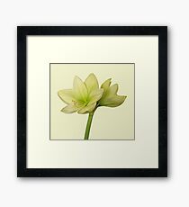 Moonlight Amaryllis II Framed Print