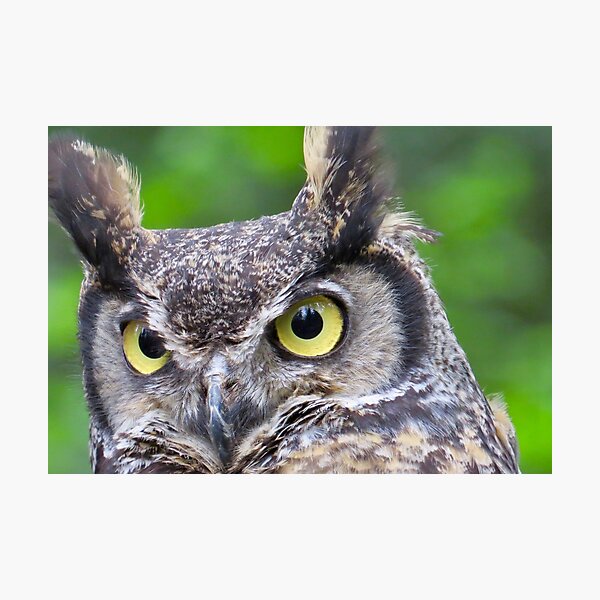 Great horned owl, Alaska Photographic Print