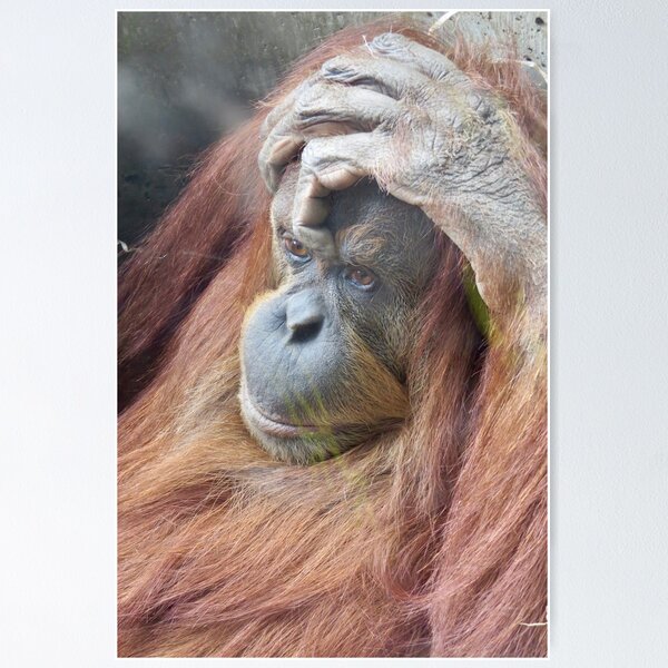 Orangutan, Australia Poster