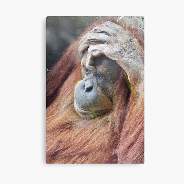 Orangutan, Australia Canvas Print
