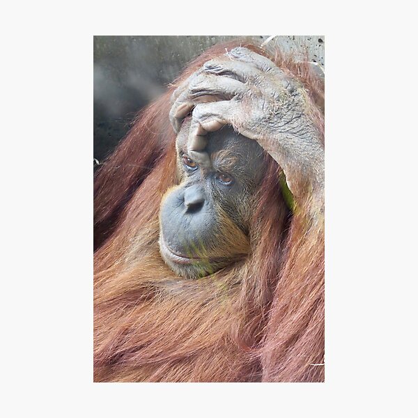 Orangutan, Australia Photographic Print