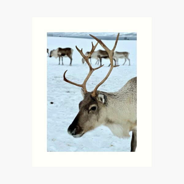 Reindeer, Norway Art Print