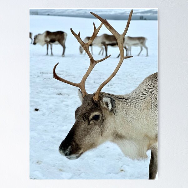 Reindeer, Norway Poster