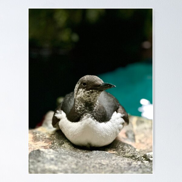 Common Murre, Portugal Poster