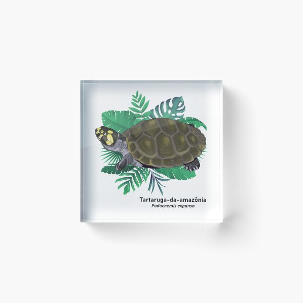 Artikelvorschau, Tartaruga aus Amazonien entworfen und verkauft von pjcriativo.