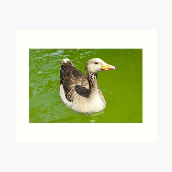 Greylag goose, Spain Art Print
