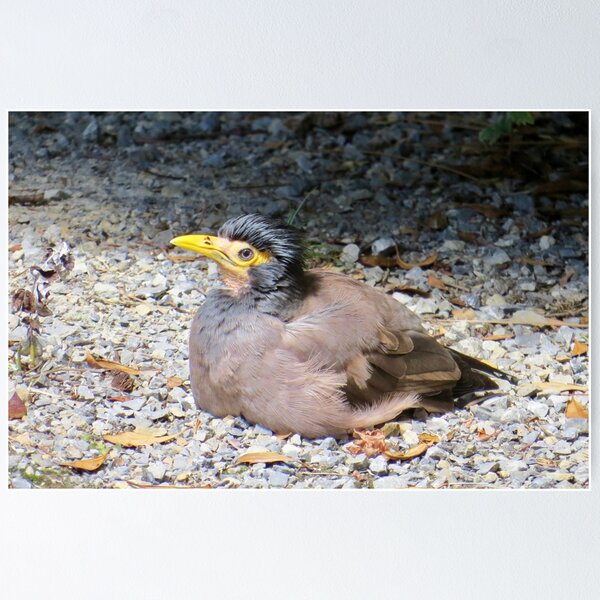 Myna, Australia Poster